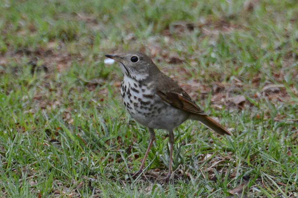 Thrush, Hermit, 2014-05020512 Mount Auburn Cemetery, MA.JPG - Hermit Thrush. Mount Auburn Cemetery, Cambridge, MA, 5-2-2014